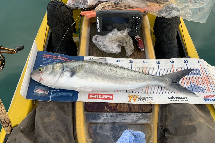 Mark Piskulic caught this 50.5cm Kahawai at Northland during The Export NZ Fishing Competition